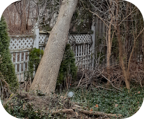 Rotting Tree falls on Picket Fence